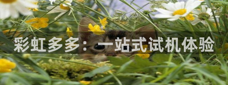 壹号娱乐,apk.